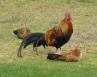 2010 08 Kauai Kokee Park Chickens-thumb.jpg